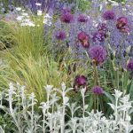 7 ideas for pairing Stachys