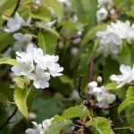 Hoheria: Planting, Growing and Caring