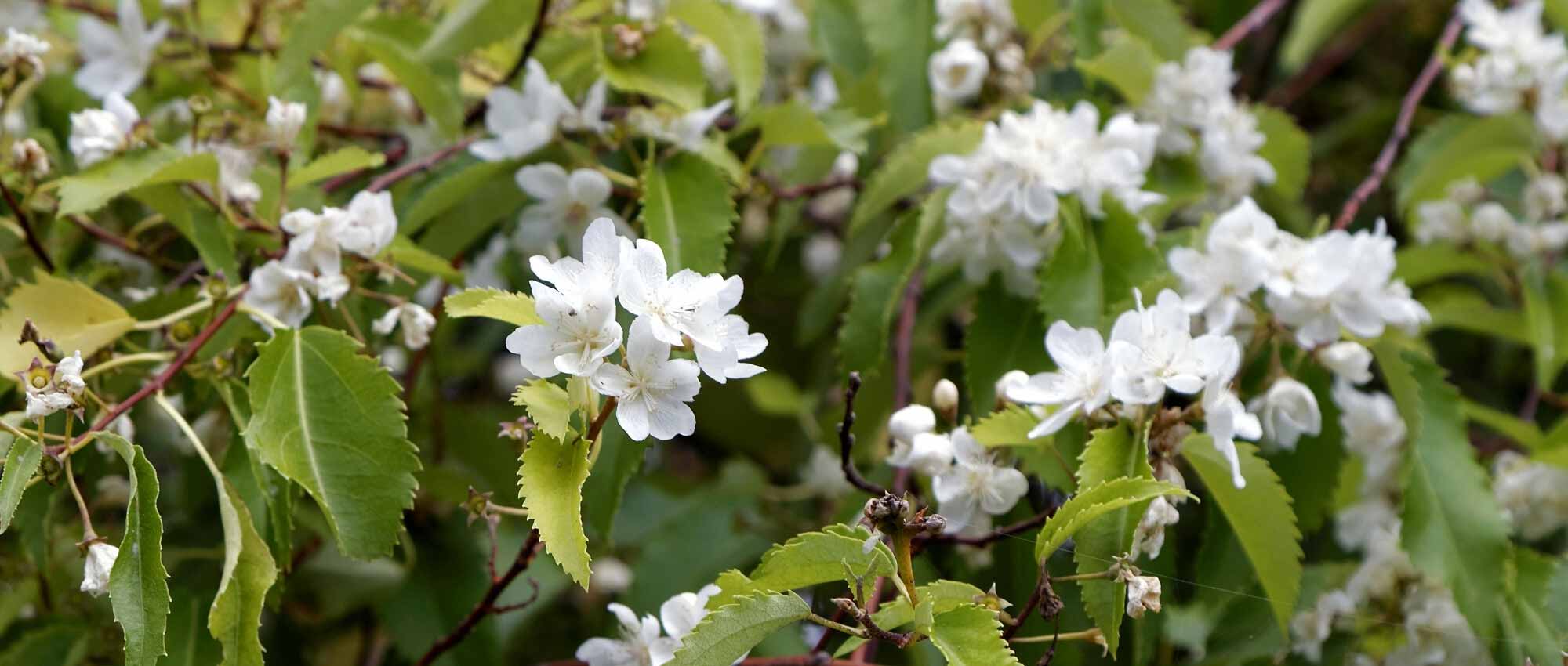 Hoheria: Planting, Growing and Caring