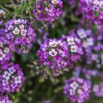 Lobularia - Sweet Alyssum: sowing, planting, and growing