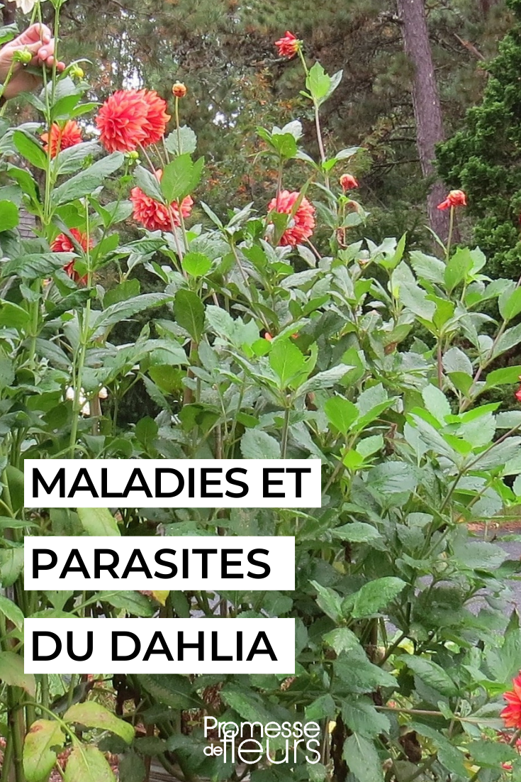 [plant_guide plant="dahlias"]

Dahlias are beautiful flowers that come in a wide range of colours and shapes. To ensure they thrive in your garden, here are some tips for caring for them:

1. **Planting**: Dahlias prefer well-draining soil and full sun. Plant the tubers in spring after the last frost has passed.

2. **Watering**: Keep the soil consistently moist but not waterlogged. Water at the base of the plant to avoid wetting the foliage.

3. **Fertilising**: Feed your dahlias with a balanced fertiliser every 4-6 weeks during the growing season.

4. **Support**: Dahlias can grow quite tall and may need staking to prevent them from flopping over.

5. **Deadheading**: Remove faded flowers regularly to encourage more blooms.

6. **Overwintering**: In areas with frost, dig up the tubers after the first frost, let them dry, and store them in a cool, dry place for the winter.

By following these simple tips, you can enjoy a stunning display of dahlias in your garden throughout the growing season.