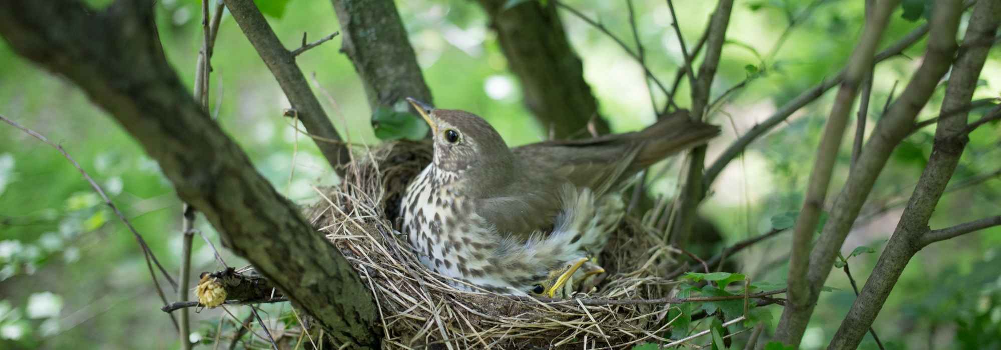 Protecting Bird Nests from Garden Predators