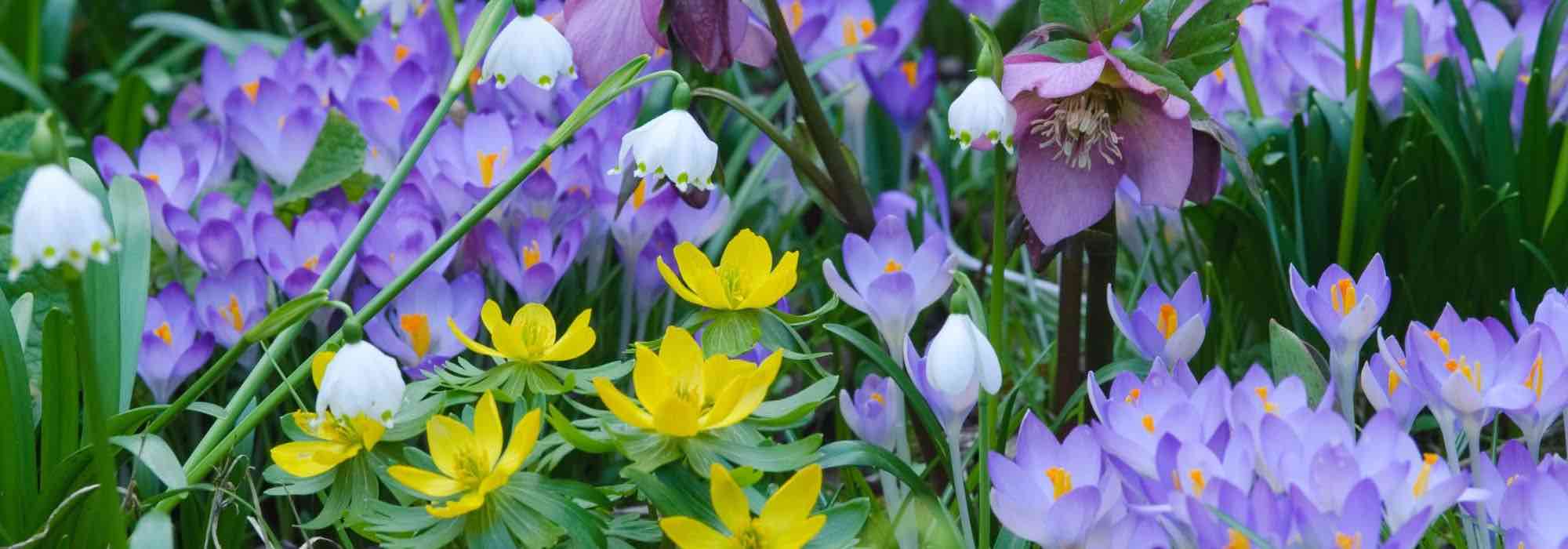 Early flowering bulbs: they herald spring