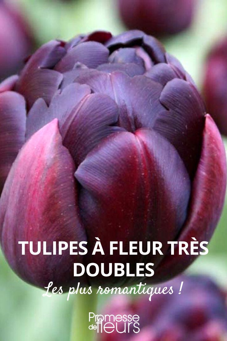 Double-flowered tulip