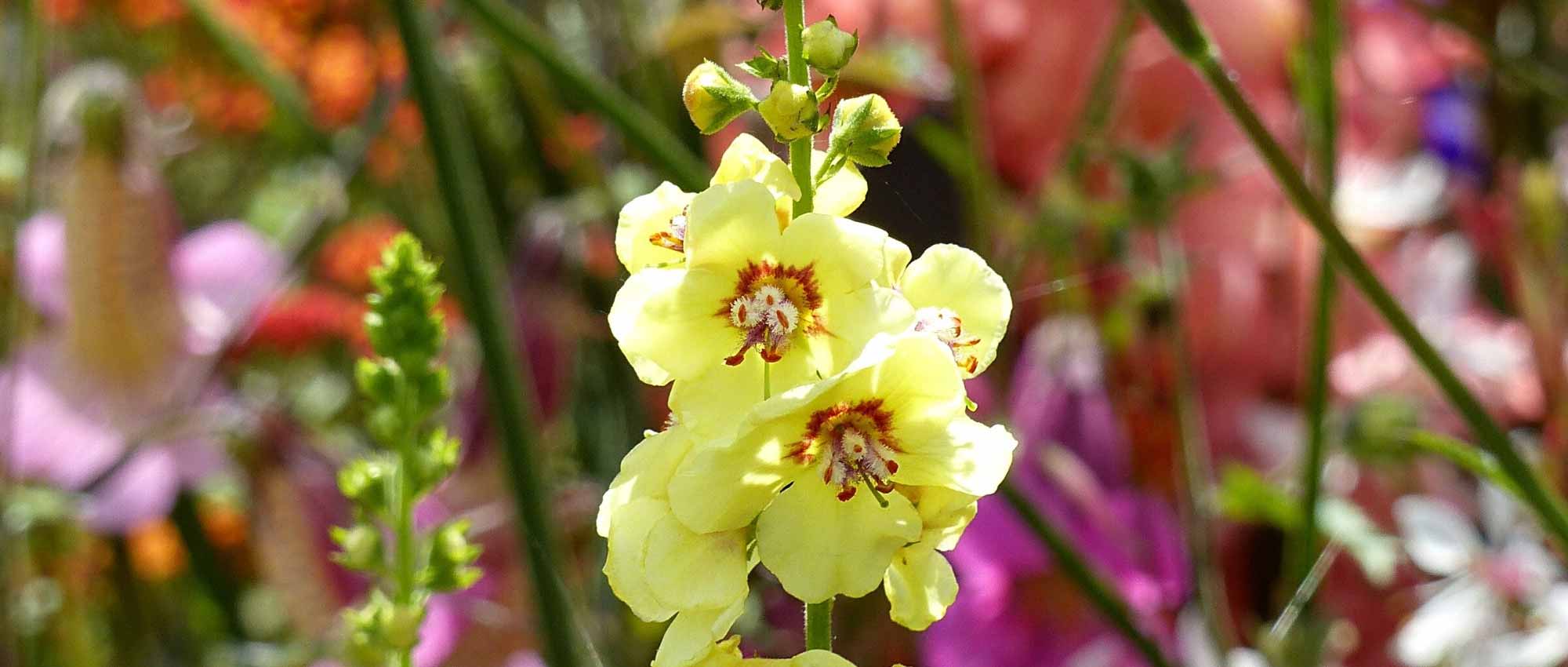 Verbascum: 6 successful companion planting ideas