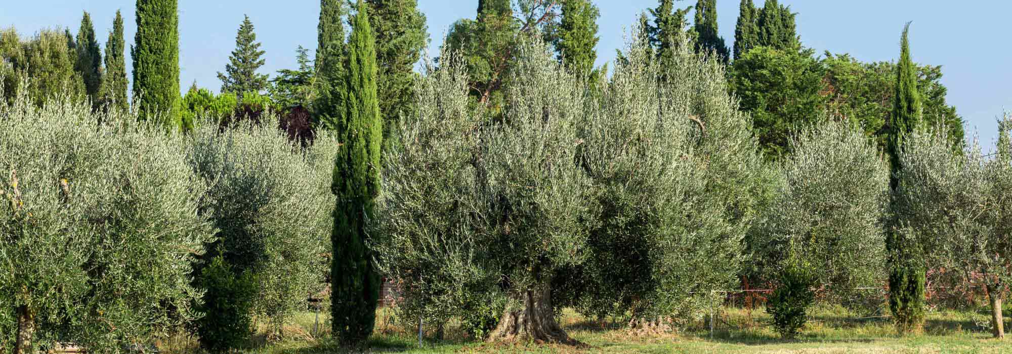 7 Mediterranean trees