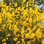 9 mediterranean shrubs