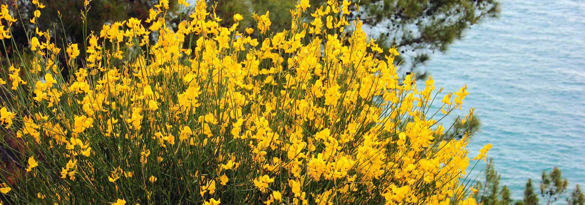 9 mediterranean shrubs