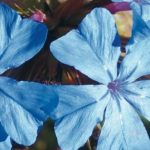 Pairing ideas with Ceratostigma