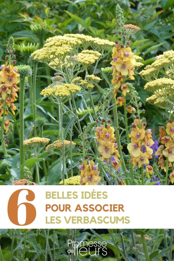 associate the mulleins