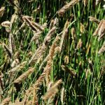 Bouteloua: 7 lovely pairing ideas