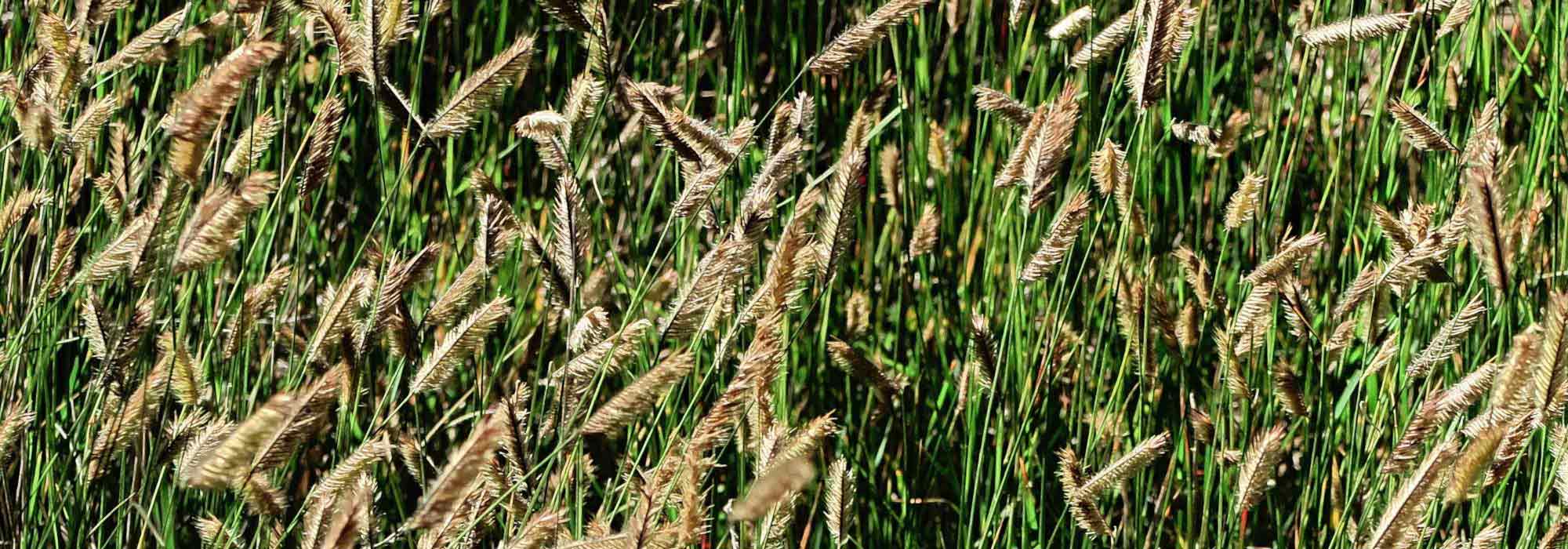 Bouteloua: 7 lovely pairing ideas