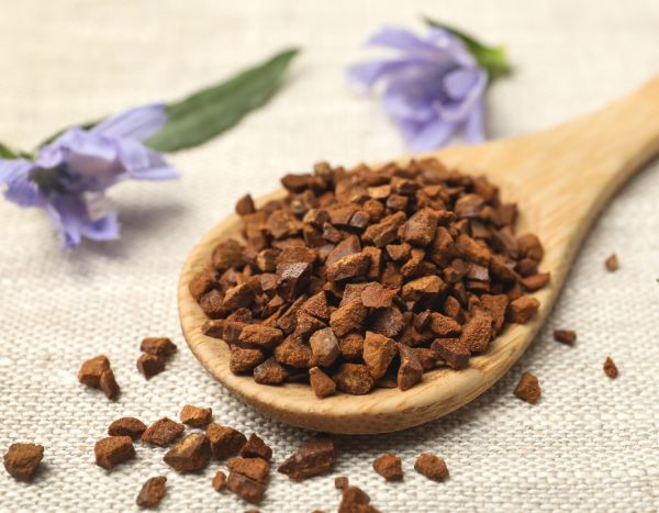 Chicory: cultivation, benefits and use