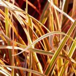 7 evergreen grasses to have in your garden
