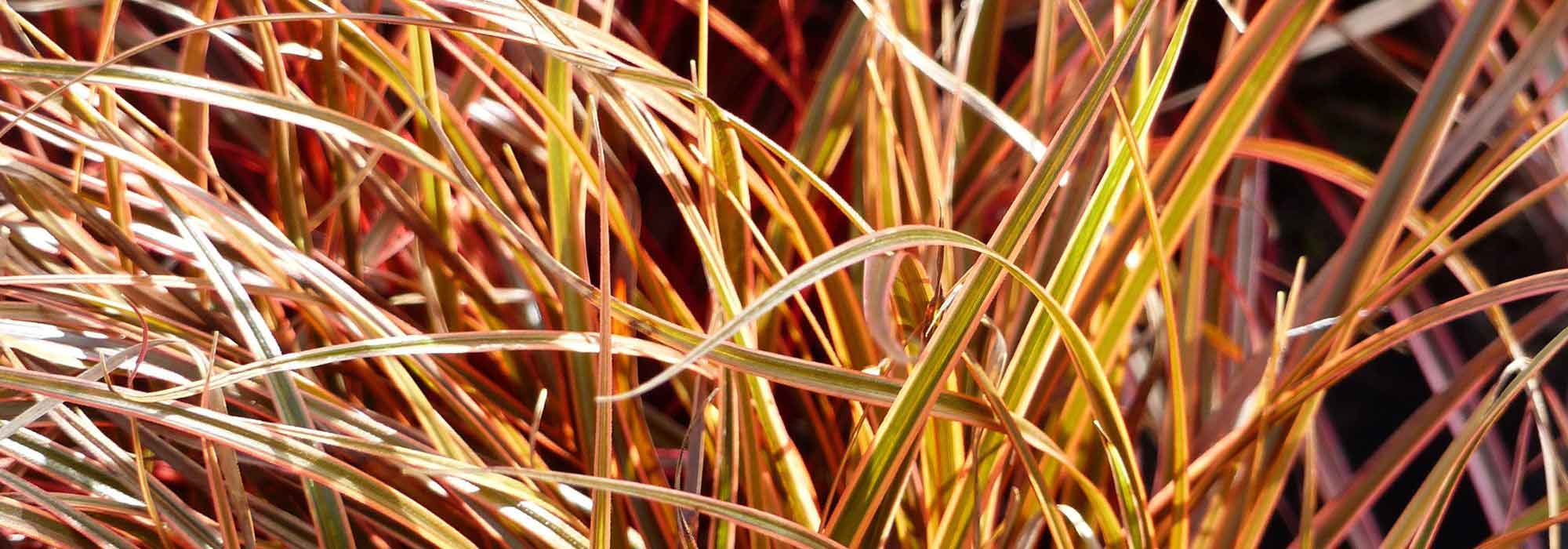 7 evergreen grasses to have in your garden