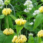 Pairing ideas with Jerusalem sage or Phlomis