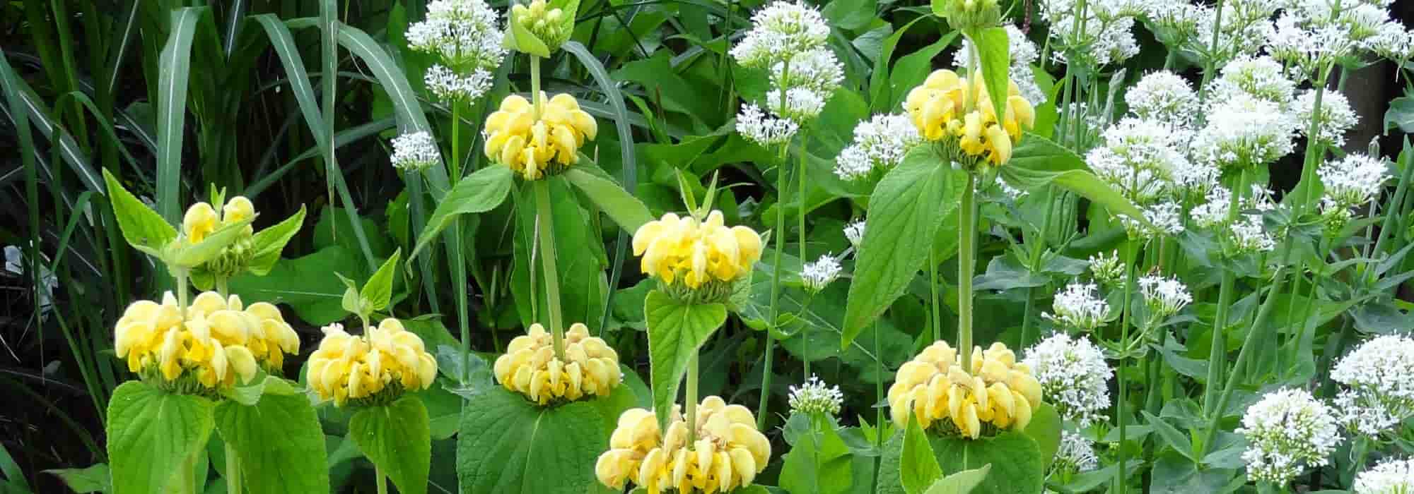 Pairing ideas with Jerusalem sage or Phlomis