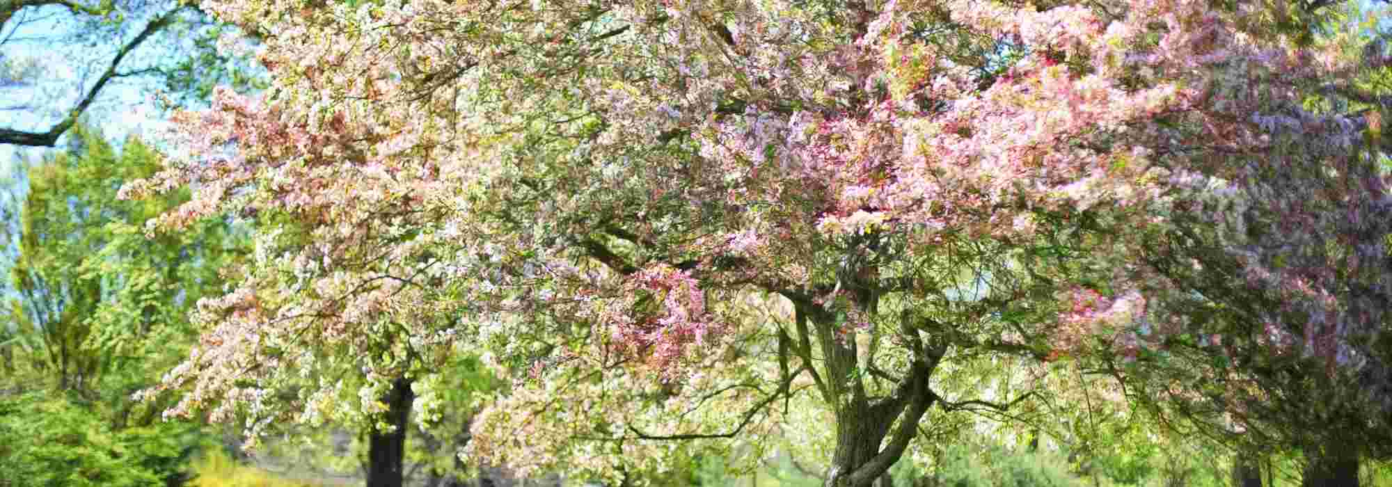 Pink and khaki inspiration for a soft and trendy garden