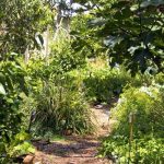 Create a forest garden without breaking the bank using bare roots