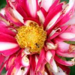 How to care for dahlias: main diseases and pests