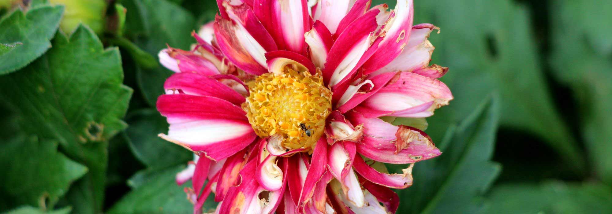 How to care for dahlias: main diseases and pests