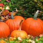 What to do in the garden in November?