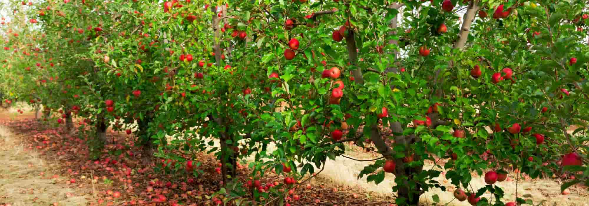 Orchard: what distance should be maintained between two fruit trees?