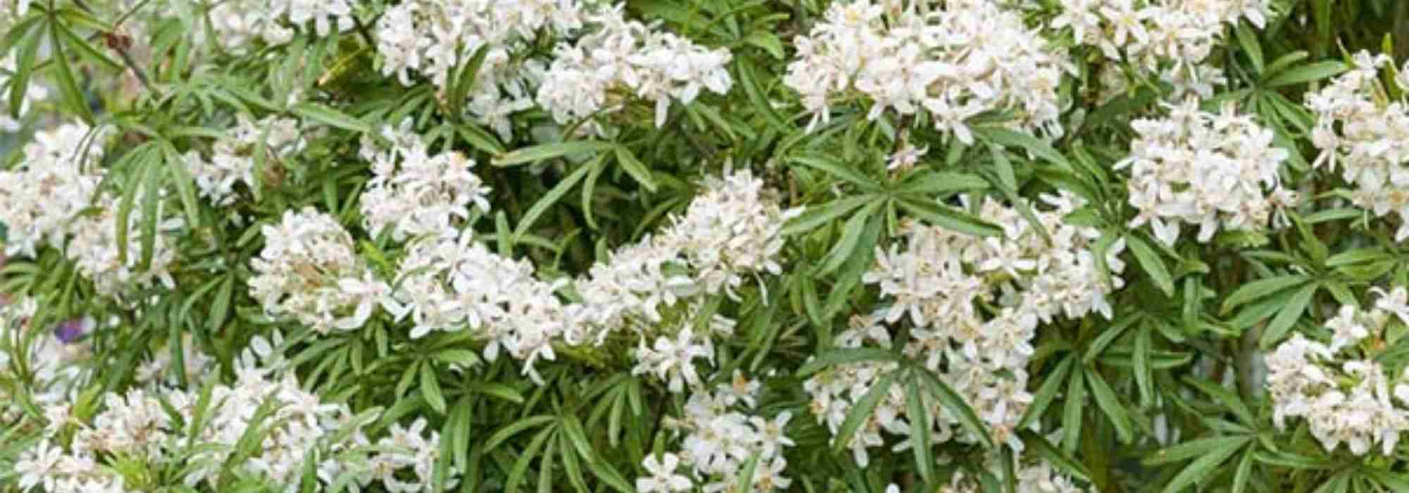 Fragrant white flowers for your balcony or terrace