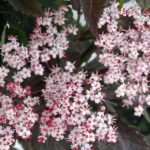 Sambucus nigra 'Black Tower'