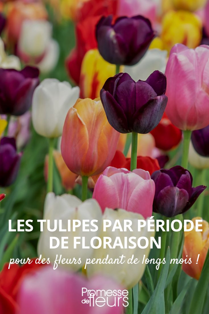 selecting tulips according to their flowering periods