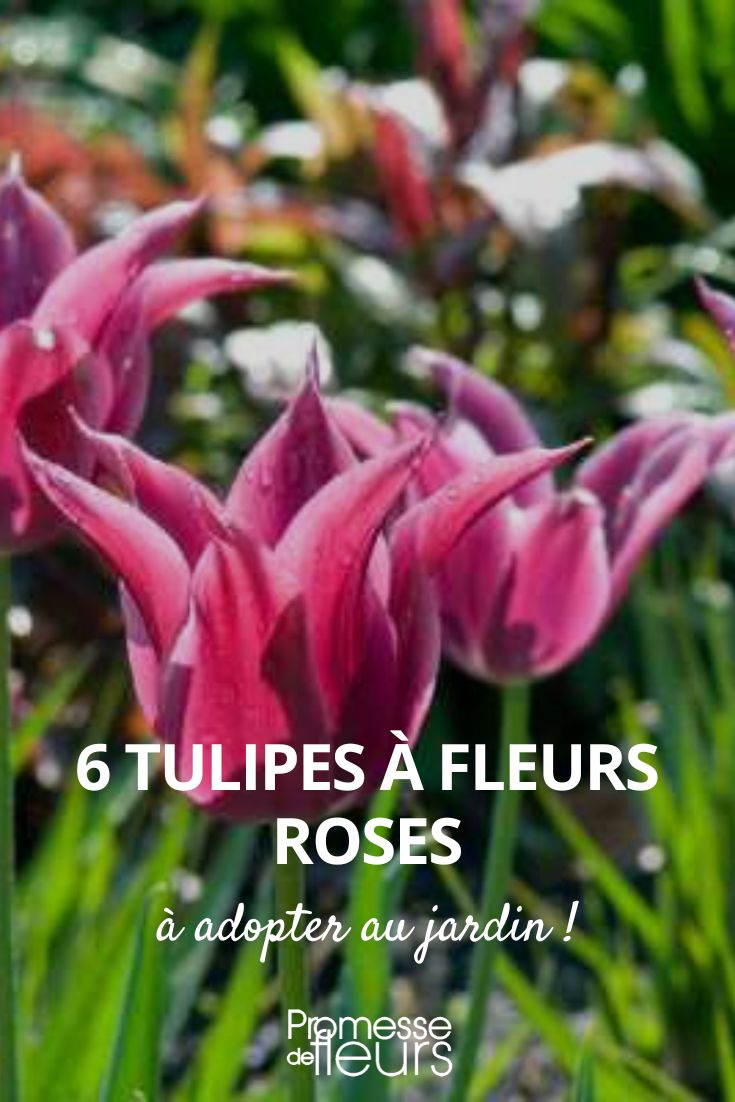 6 tulips with pink flowers