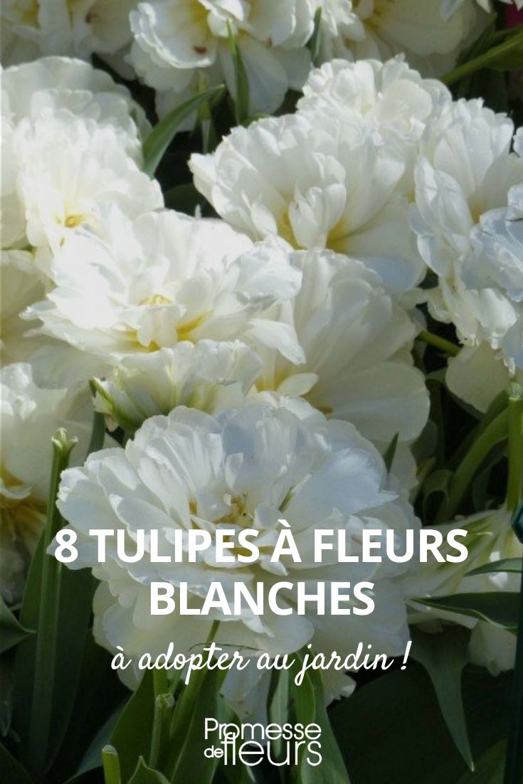8 white tulip flowers