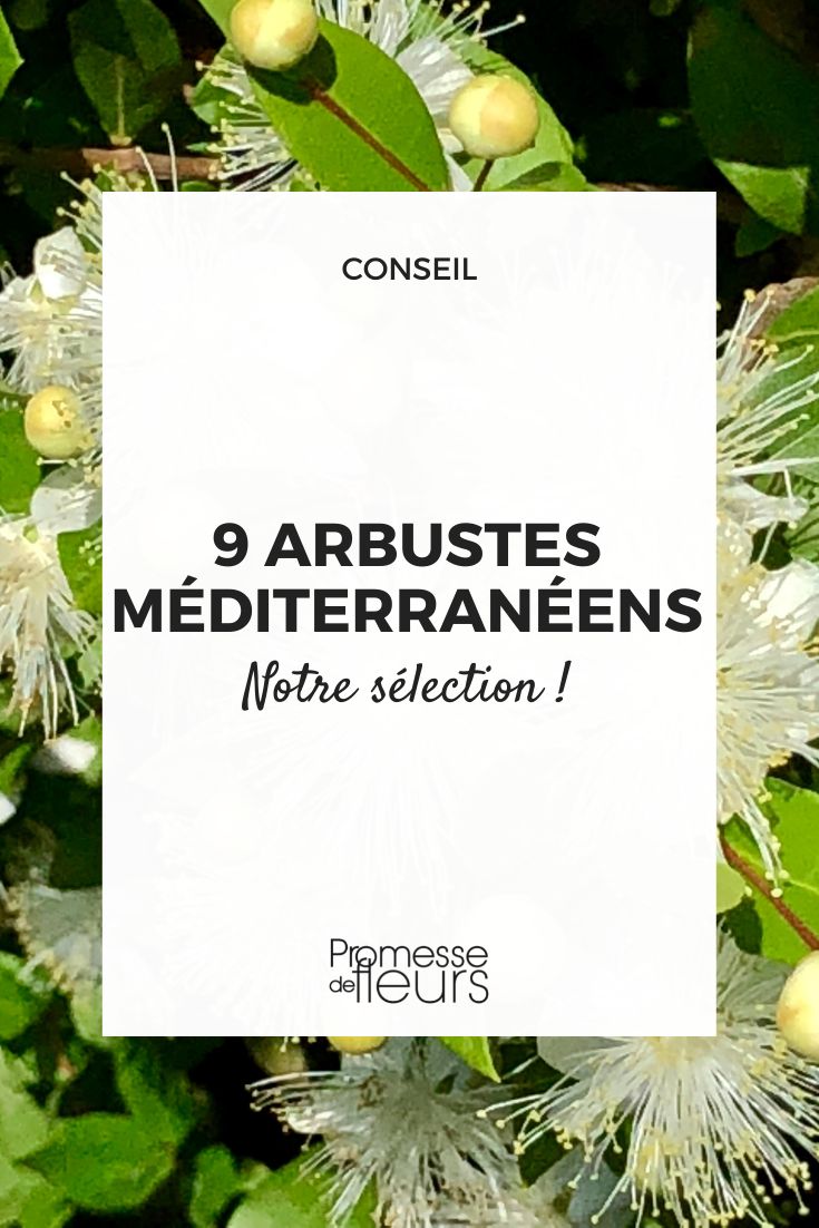 9 Mediterranean Bushes