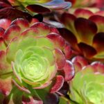 Aeonium: planting, cultivating, and care