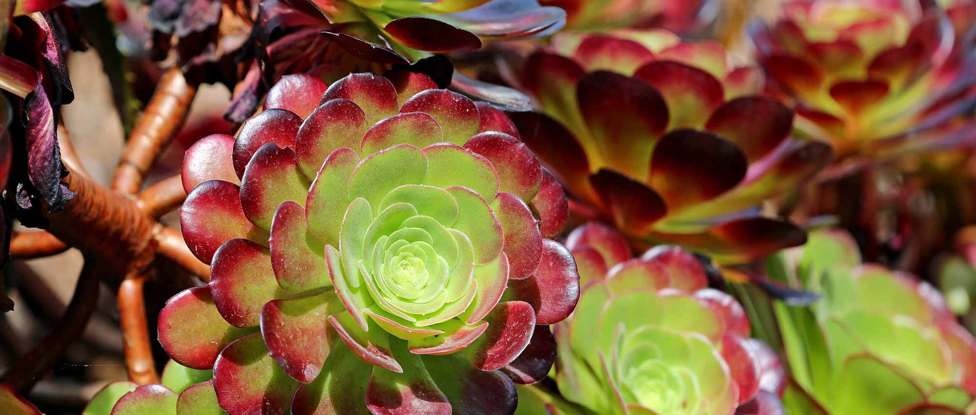 Aeonium: planting, cultivating, and care