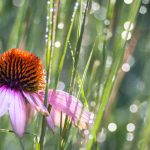 Pairing ideas with Schizachyrium