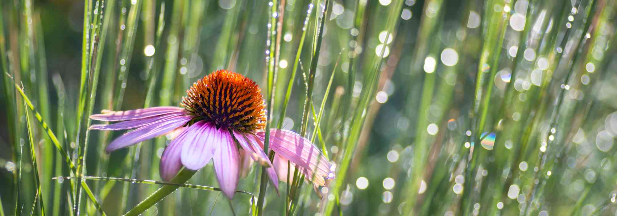 Pairing ideas with Schizachyrium