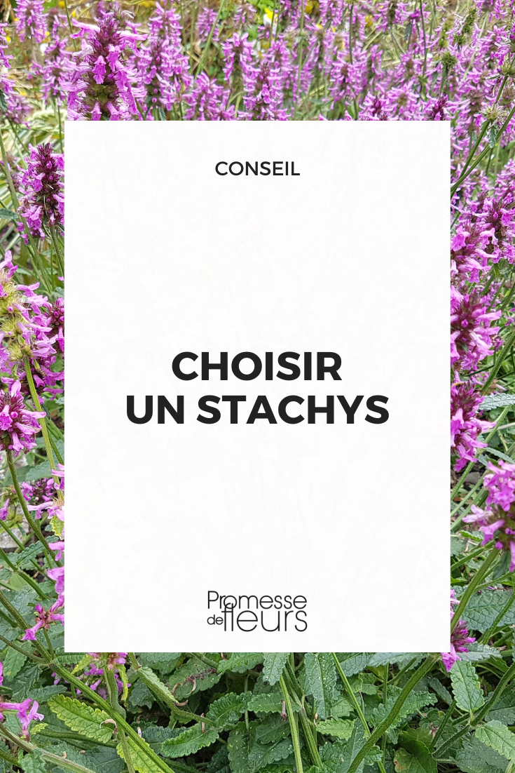 Stachys Selection