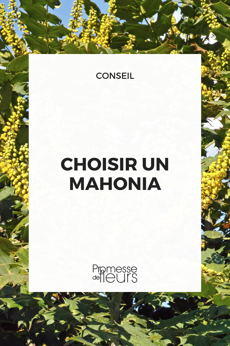 [plant_selector category="mahonia"]