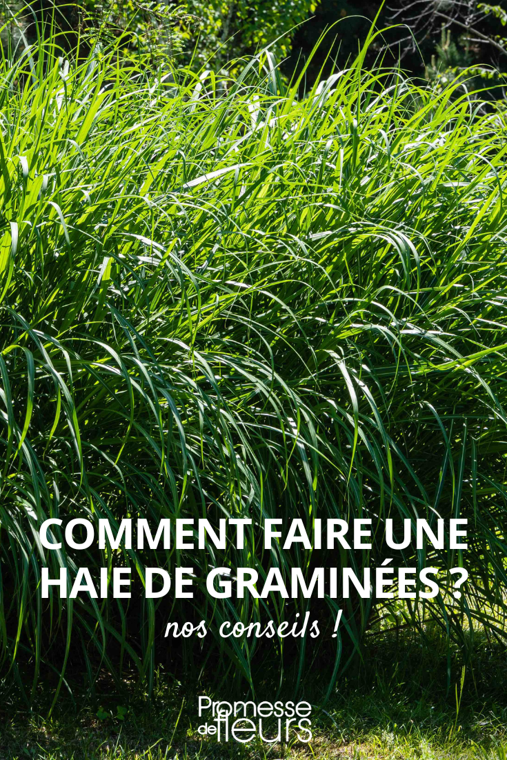 [plantes type="graminées" utilisation="haie"]