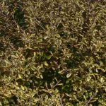 Corokia: planting and care