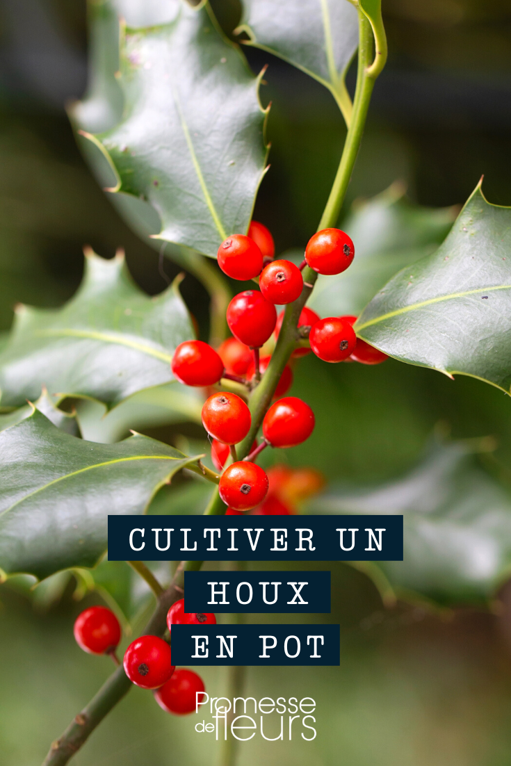 Growing Holly (Ilex) in a Pot or Container