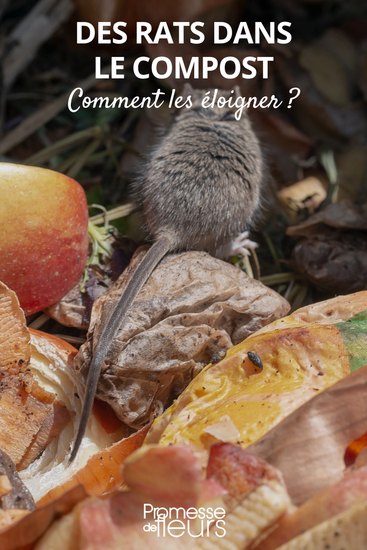 Rats in the compost: how to keep them away