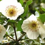 Combining Eucryphia, a beautiful summer-flowering shrub