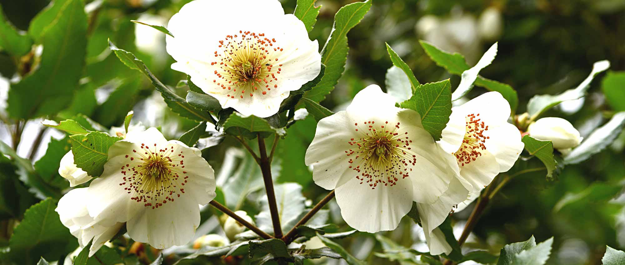 Combining Eucryphia, a beautiful summer-flowering shrub