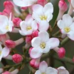 5 fragrant Viburnums to adopt in the garden