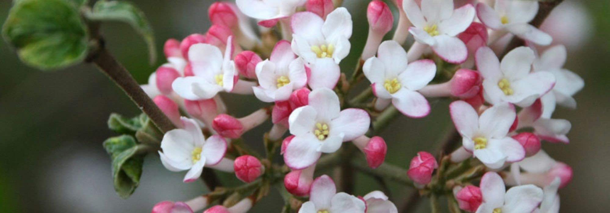 5 fragrant Viburnums to adopt in the garden
