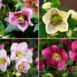 Hellebore: a new generation in our collection