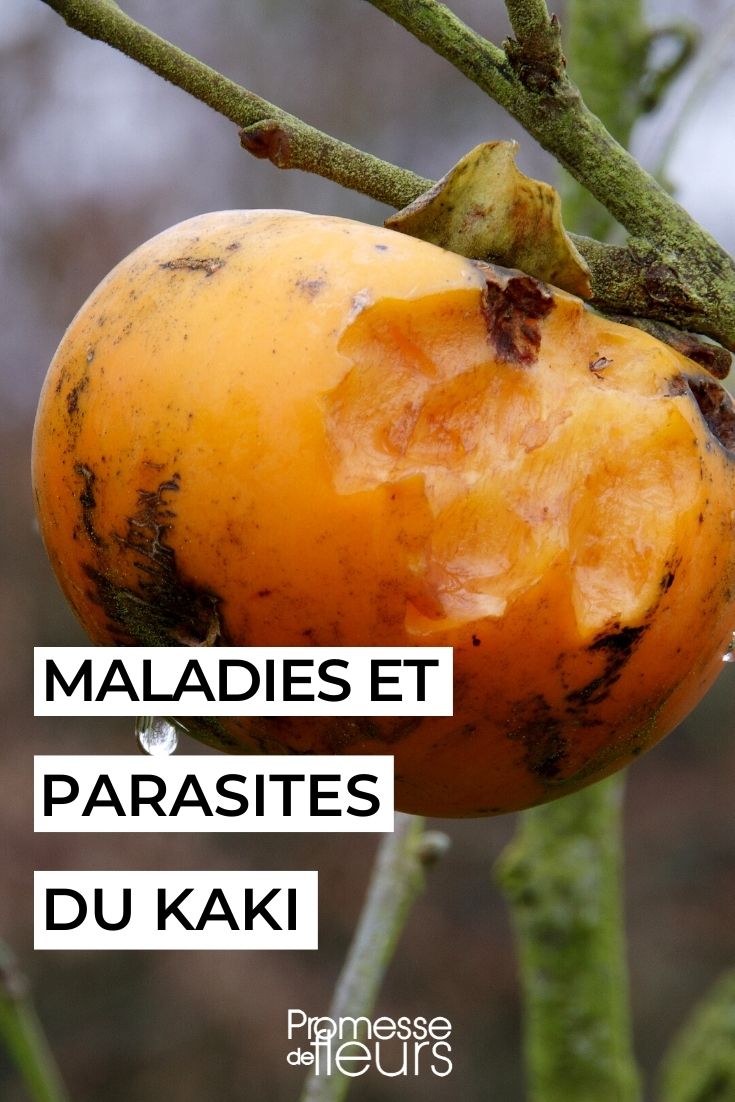 diseases and pests of persimmon tree kaki