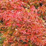 Nyssa, Black Gum or Tupelo: Planting and Care